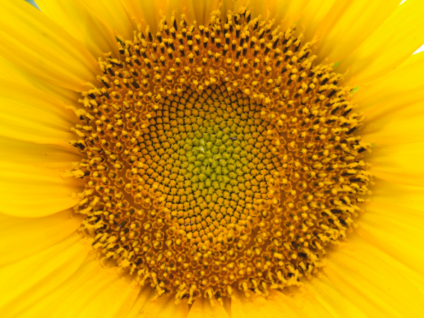 🔆 Geometría Sagrada: el lenguaje oculto de la vida